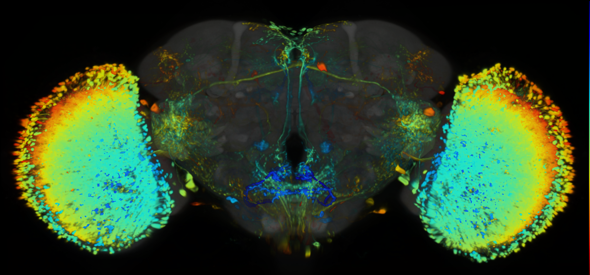 P{VT024610-GAL4} expression pattern