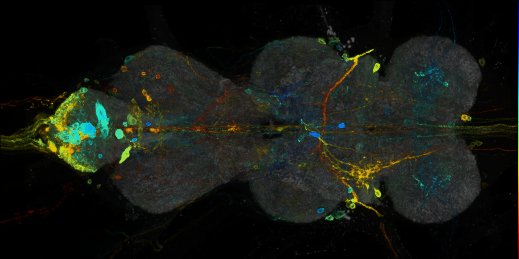 P{VT024610-GAL4} expression pattern