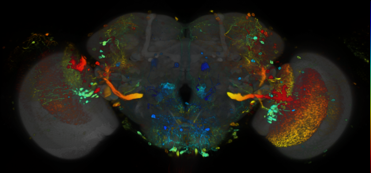P{VT024639-GAL4} expression pattern