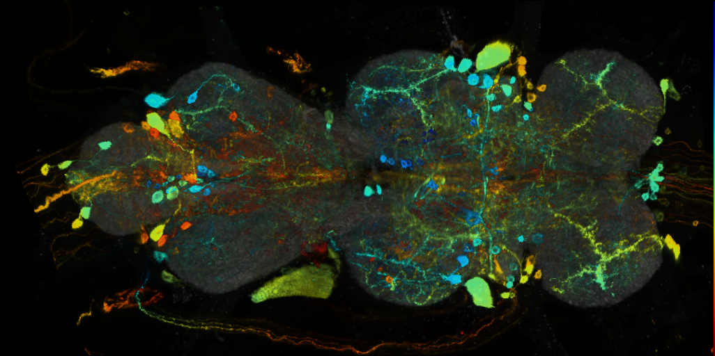 P{VT024639-GAL4} expression pattern