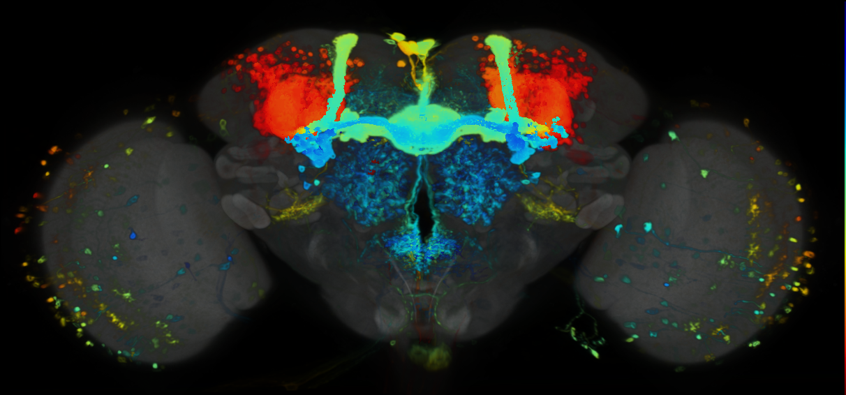 P{VT025270-GAL4} expression pattern