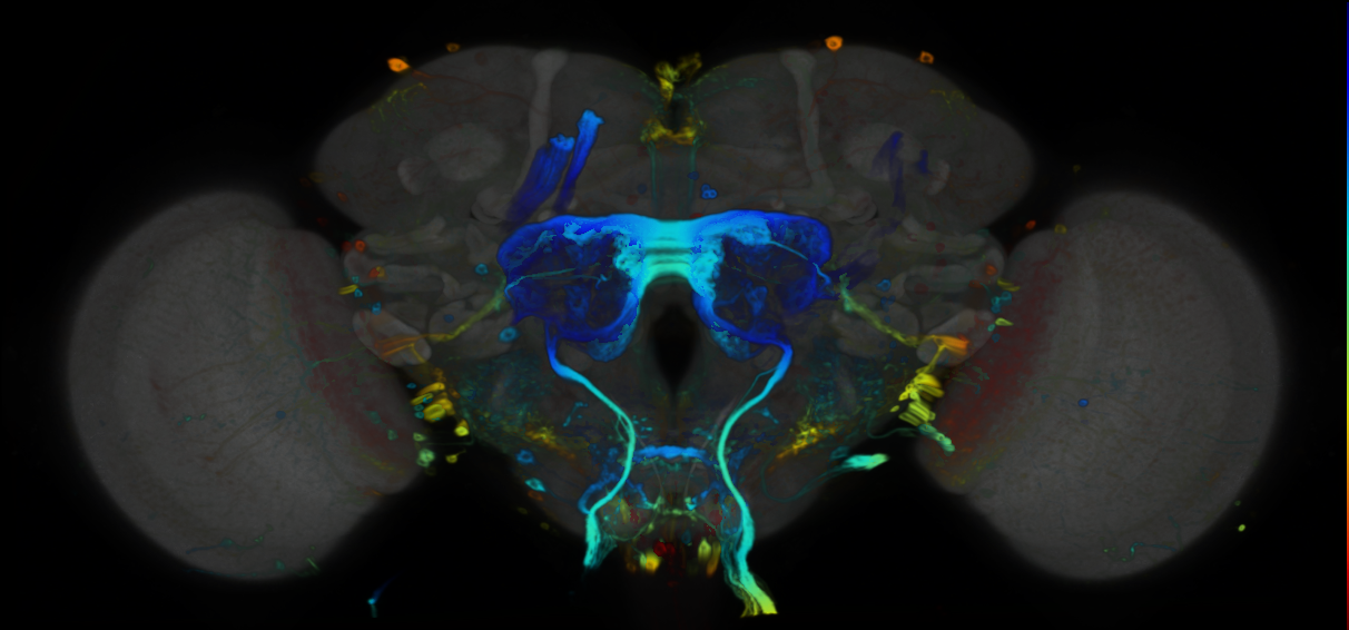 P{VT025493-GAL4} expression pattern