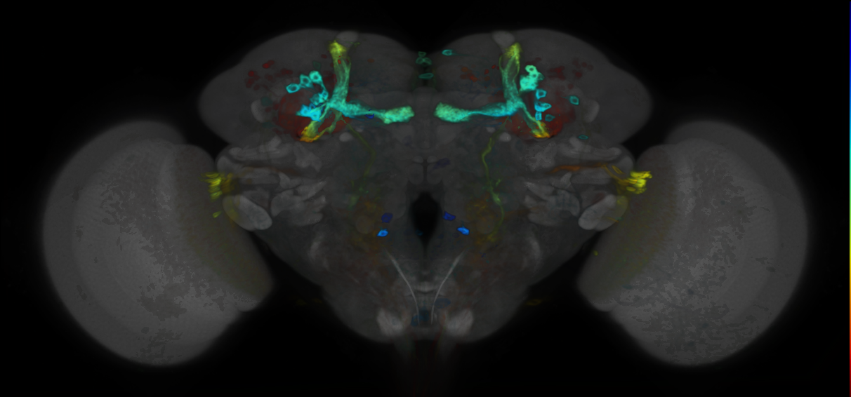P{VT025718-GAL4} expression pattern