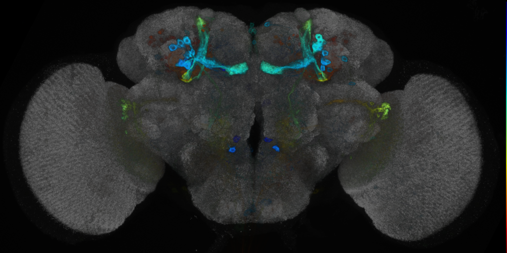 P{VT025718-GAL4} expression pattern