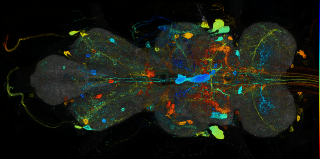 P{VT025718-GAL4} expression pattern