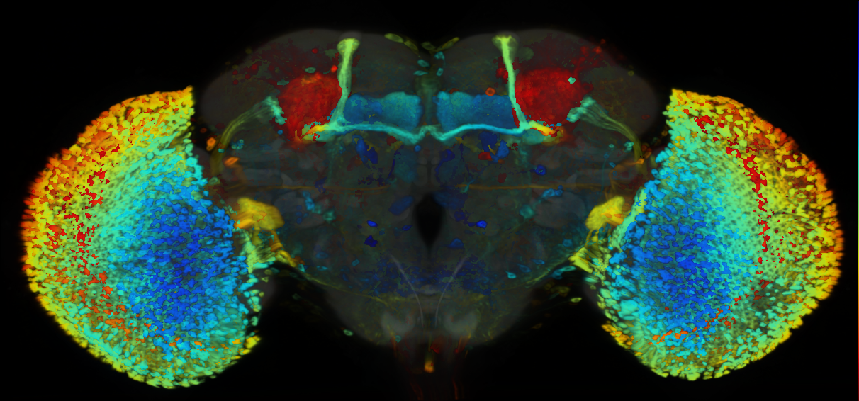 P{VT025939-GAL4} expression pattern