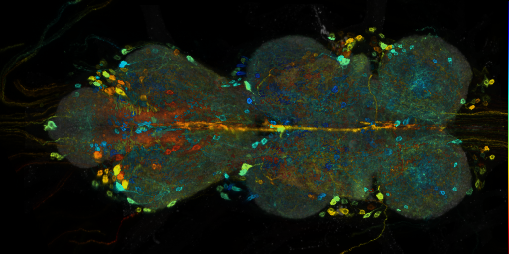 P{VT025939-GAL4} expression pattern