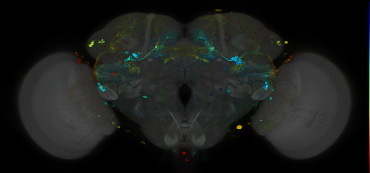 P{VT025968-GAL4} expression pattern