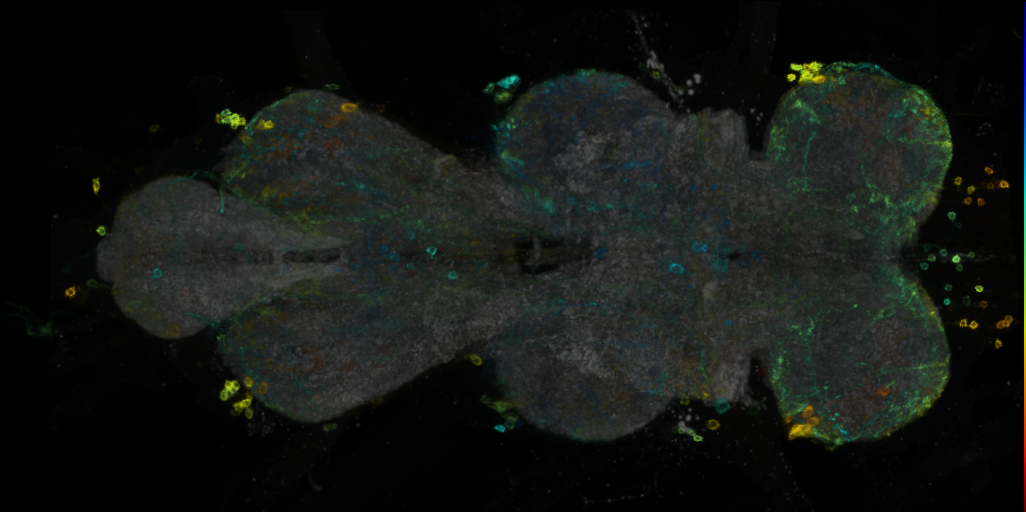 P{VT025968-GAL4} expression pattern
