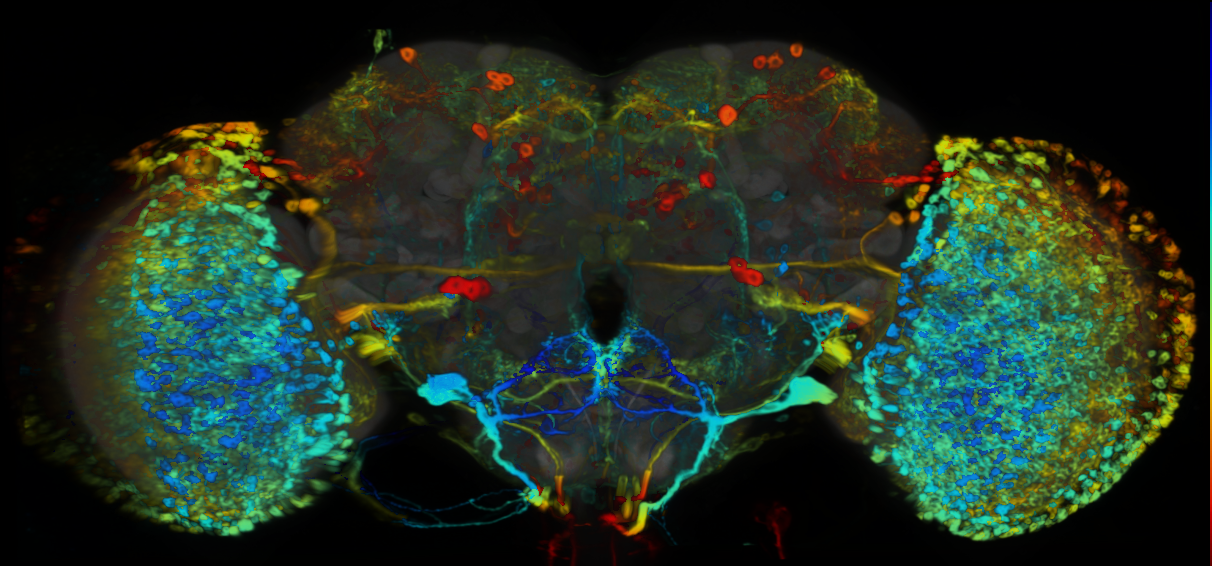 P{VT025976-GAL4} expression pattern