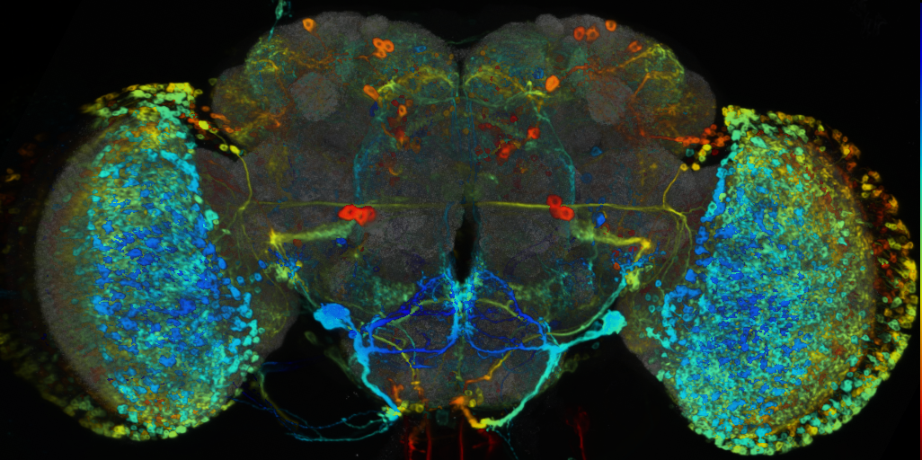 P{VT025976-GAL4} expression pattern