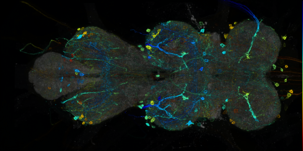 P{VT026000-GAL4} expression pattern
