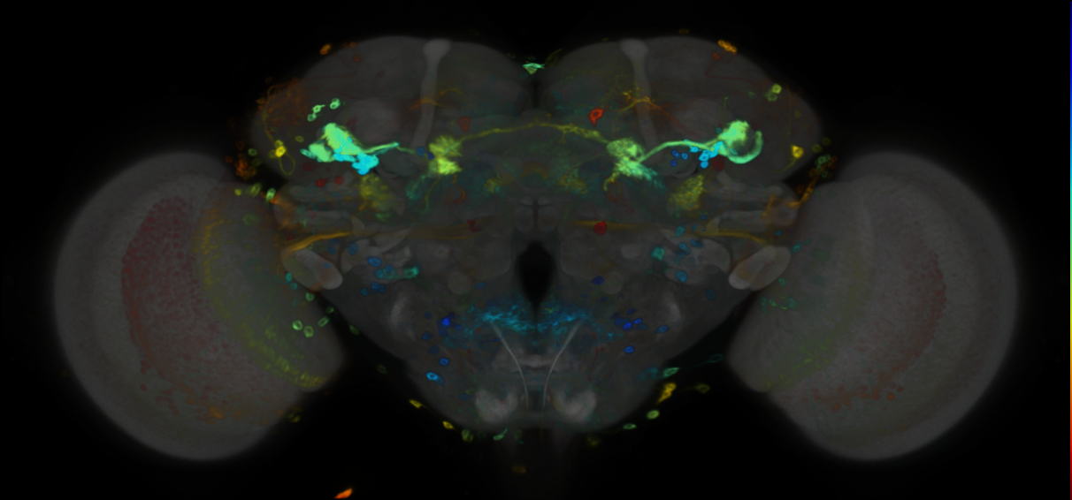 P{VT026013-GAL4} expression pattern