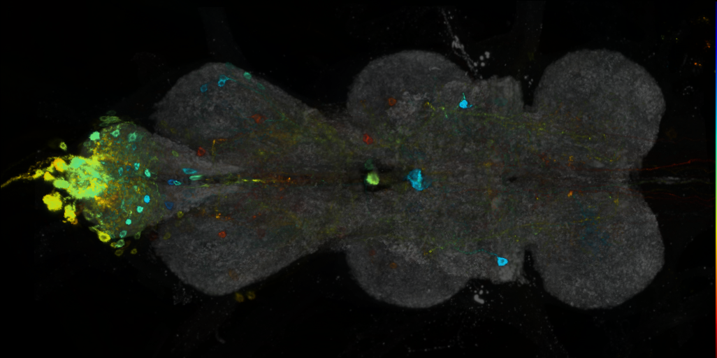 P{VT026013-GAL4} expression pattern