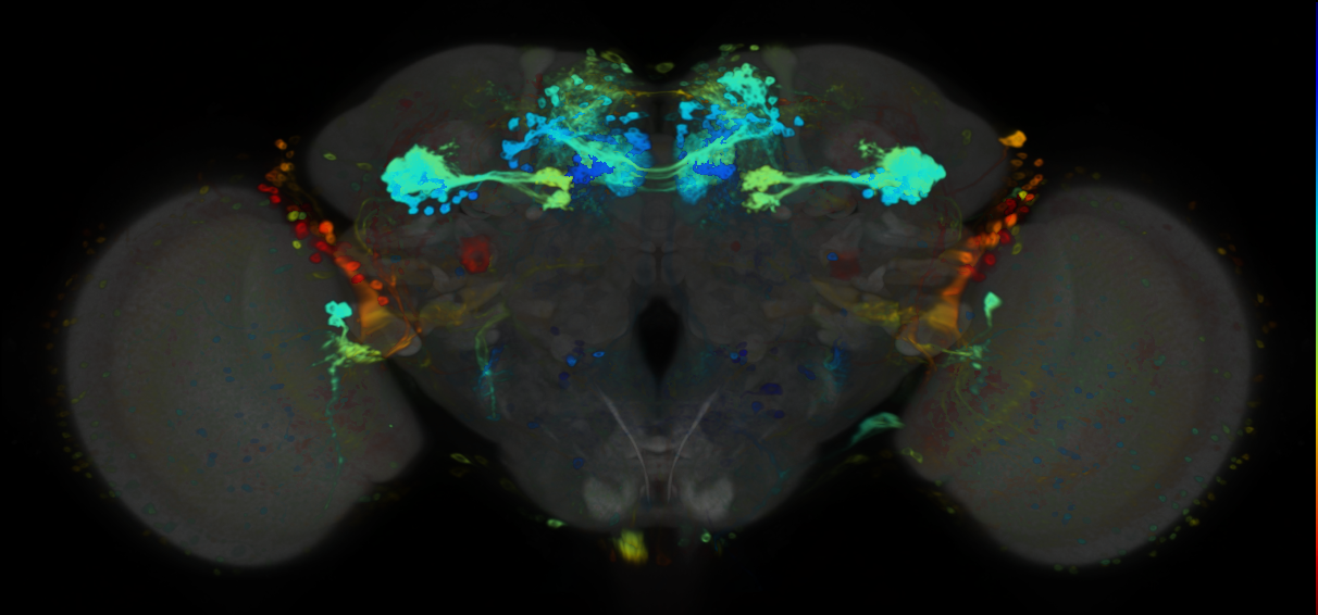 P{VT026023-GAL4} expression pattern