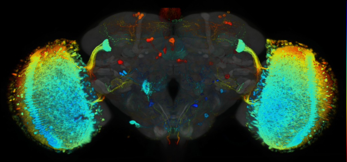 P{VT026178-GAL4} expression pattern