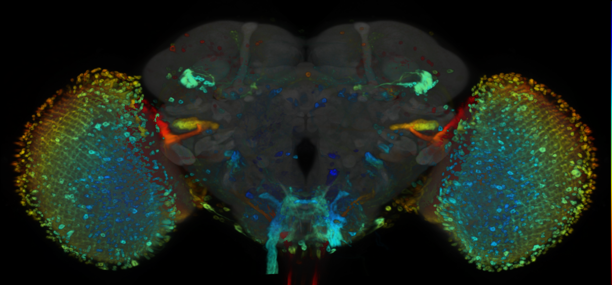 P{VT026341-GAL4} expression pattern