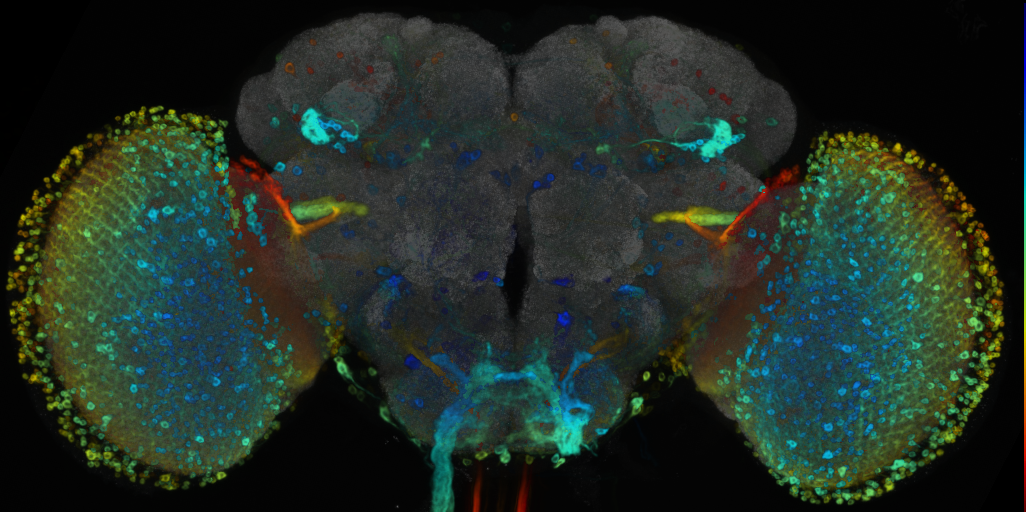 P{VT026341-GAL4} expression pattern