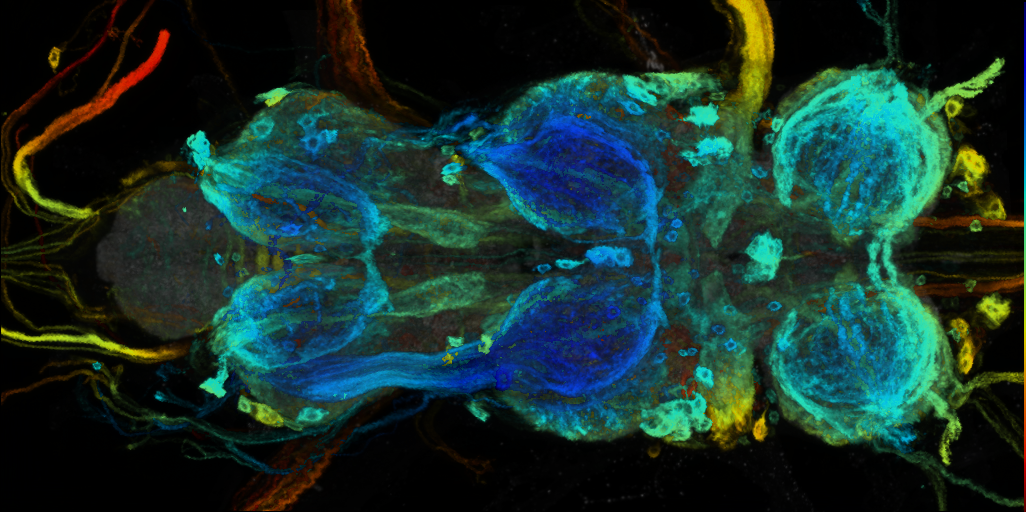 P{VT026341-GAL4} expression pattern