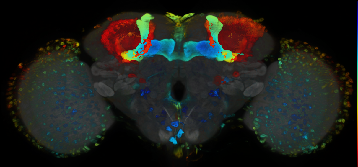 P{VT026663-GAL4} expression pattern