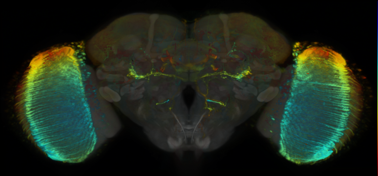 P{VT026761-GAL4} expression pattern