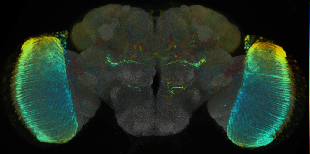 P{VT026761-GAL4} expression pattern
