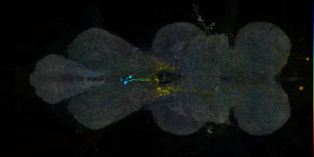 P{VT026761-GAL4} expression pattern