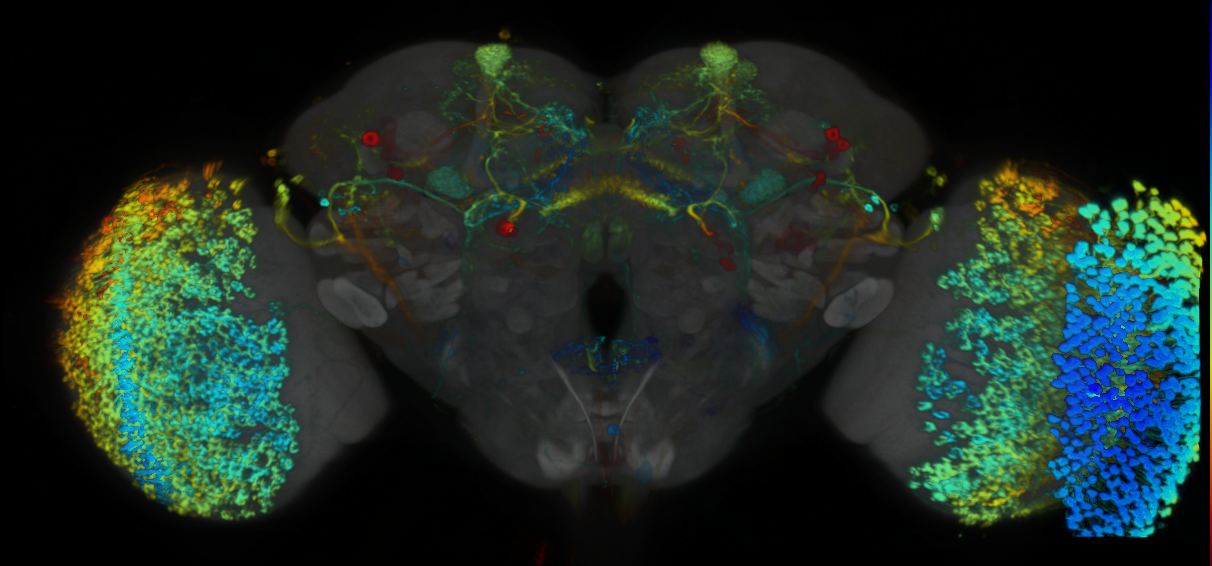 P{VT026773-GAL4} expression pattern
