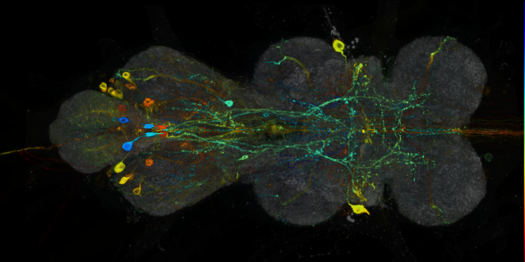 P{VT026773-GAL4} expression pattern