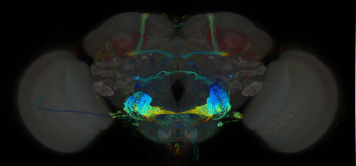 P{VT026927-GAL4} expression pattern