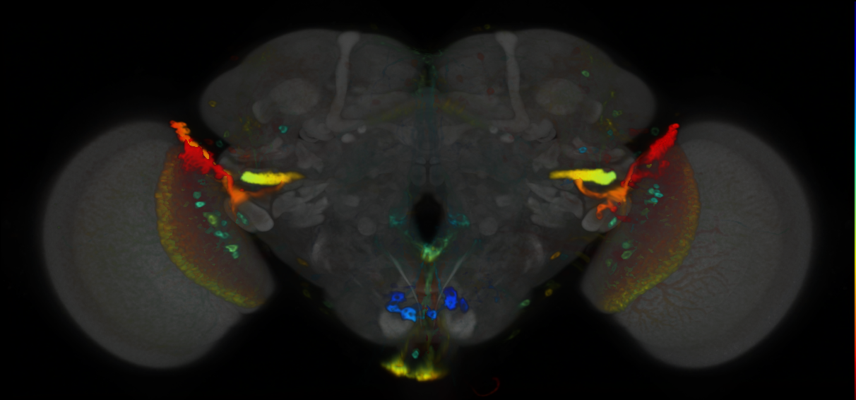 P{VT026993-GAL4} expression pattern