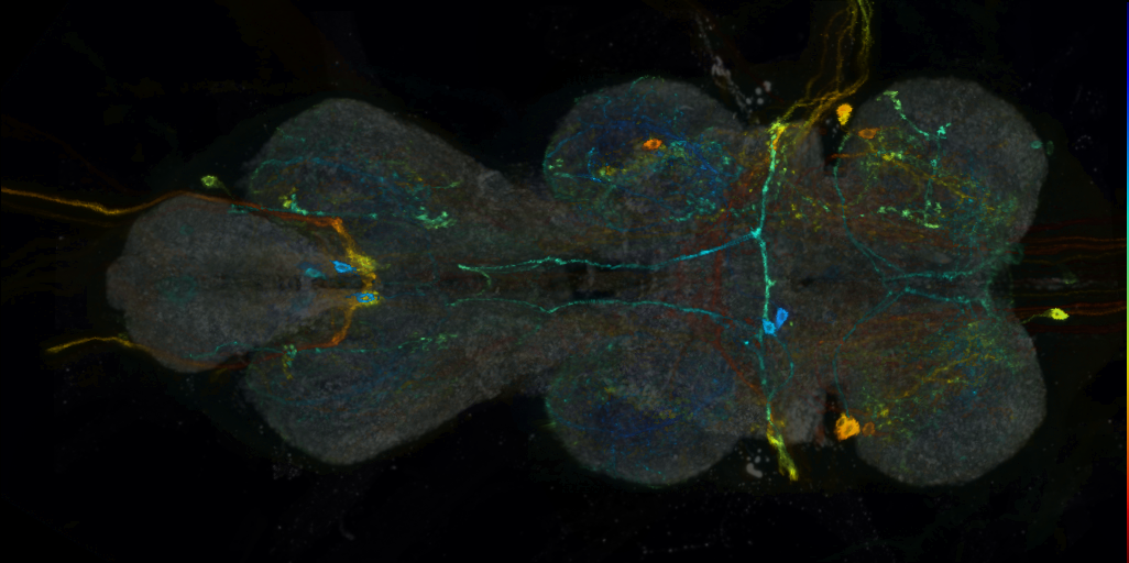 P{VT027016-GAL4} expression pattern