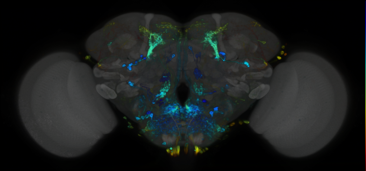 P{VT027273-GAL4} expression pattern