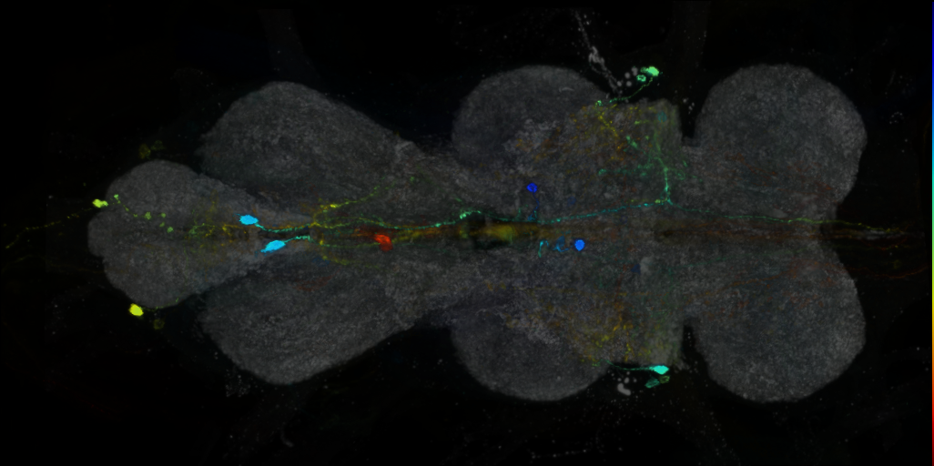 P{VT027273-GAL4} expression pattern