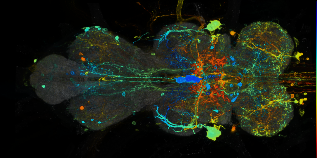 P{VT027955-GAL4} expression pattern