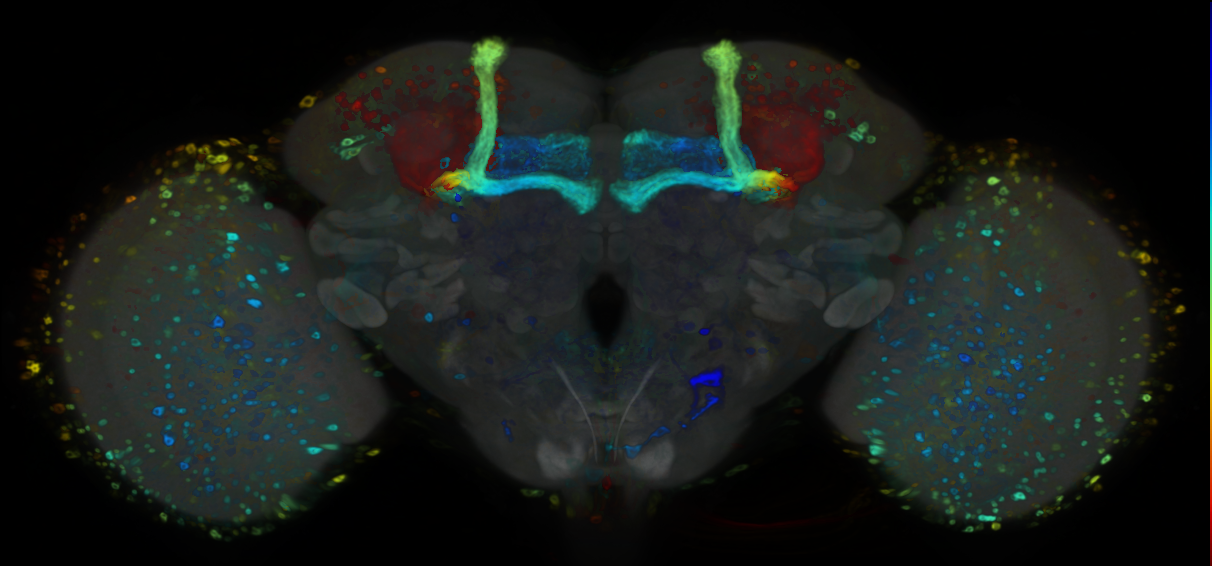 P{VT028119-GAL4} expression pattern