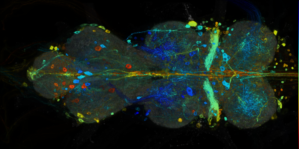 P{VT028119-GAL4} expression pattern