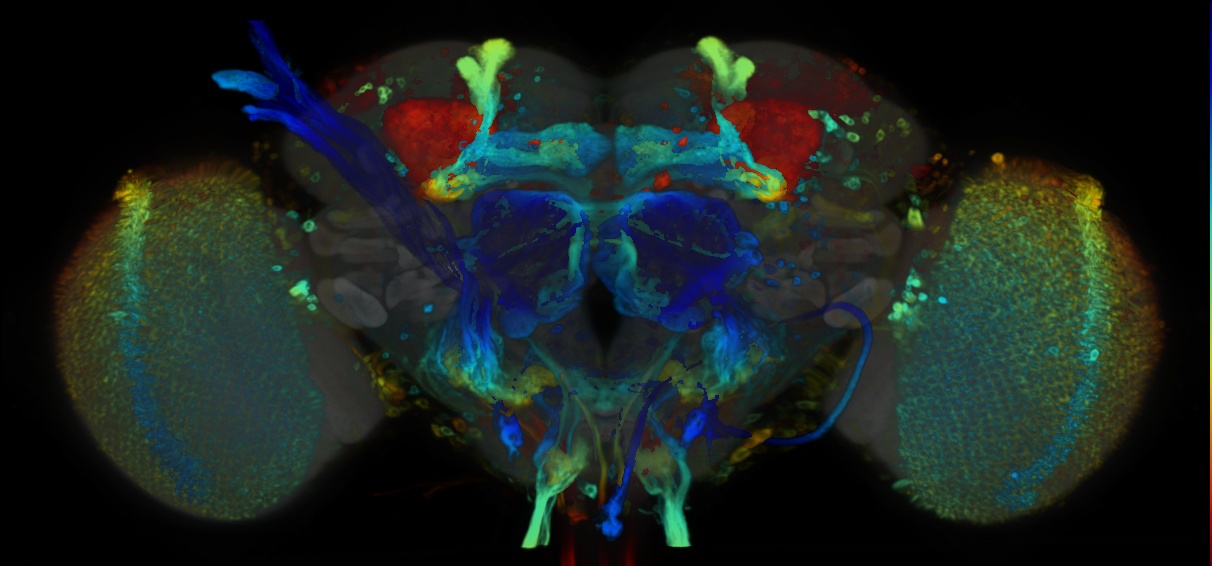 P{VT028151-GAL4} expression pattern