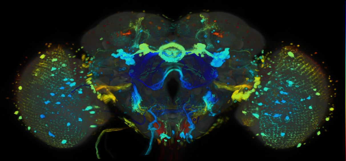 P{VT028450-GAL4} expression pattern