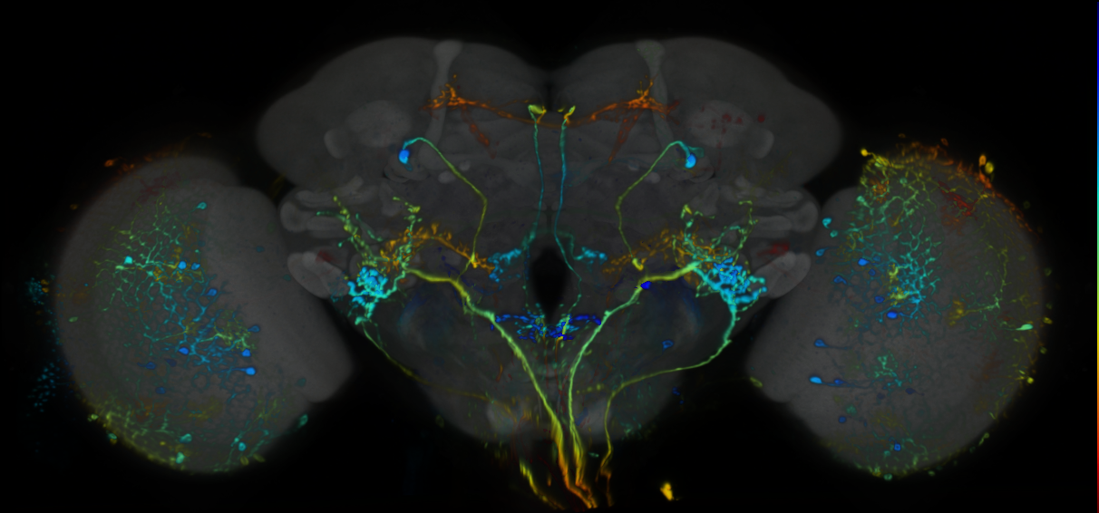 P{VT028606-GAL4} expression pattern