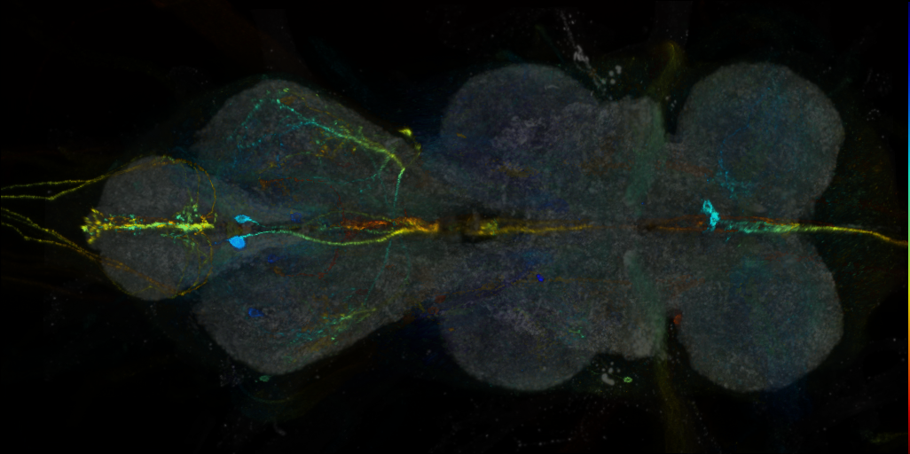 P{VT028861-GAL4} expression pattern