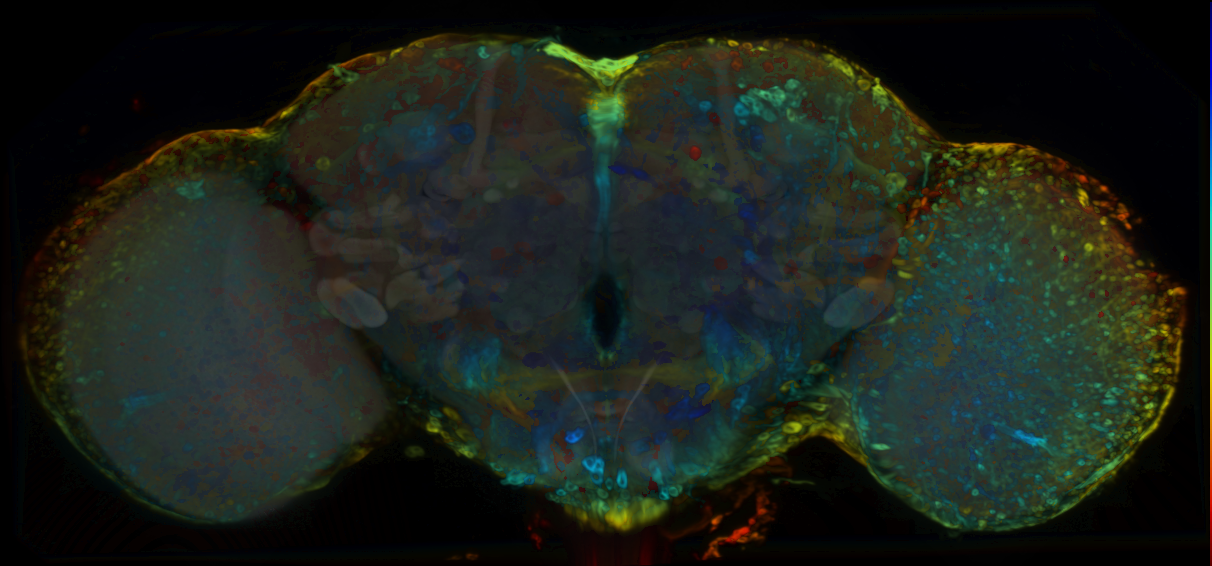 P{VT029213-GAL4} expression pattern