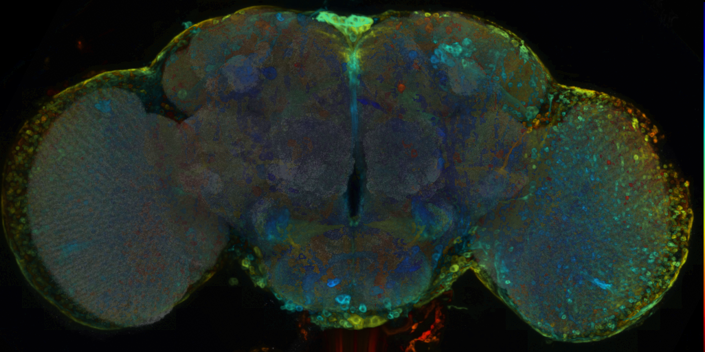 P{VT029213-GAL4} expression pattern