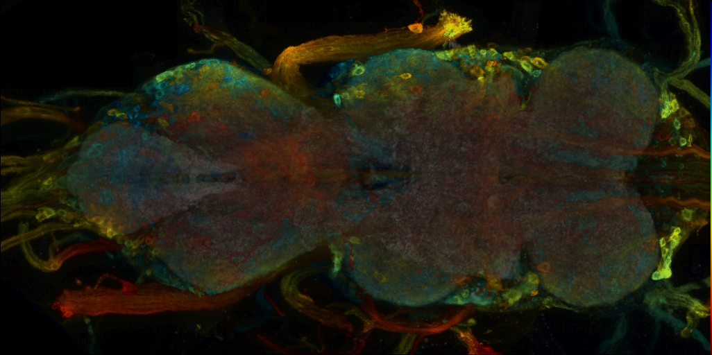 P{VT029213-GAL4} expression pattern