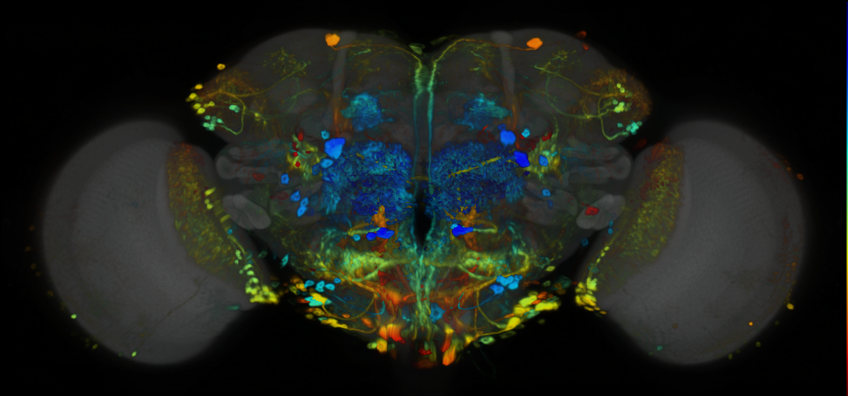 P{VT029753-GAL4} expression pattern