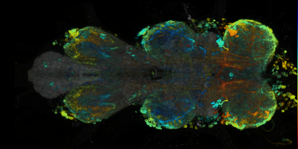 P{VT029753-GAL4} expression pattern