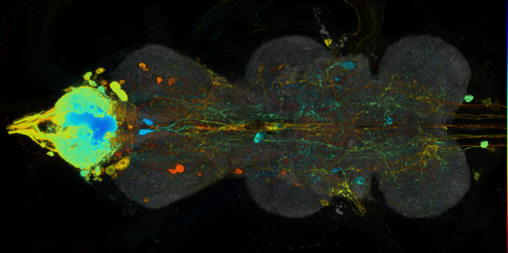 P{VT029785-GAL4} expression pattern