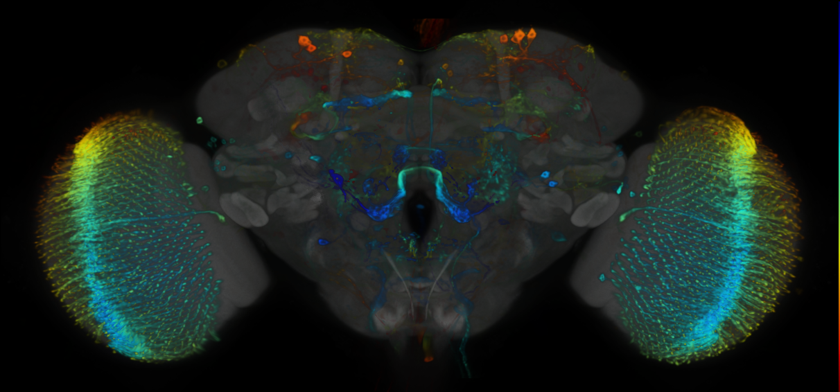 P{VT030306-GAL4} expression pattern