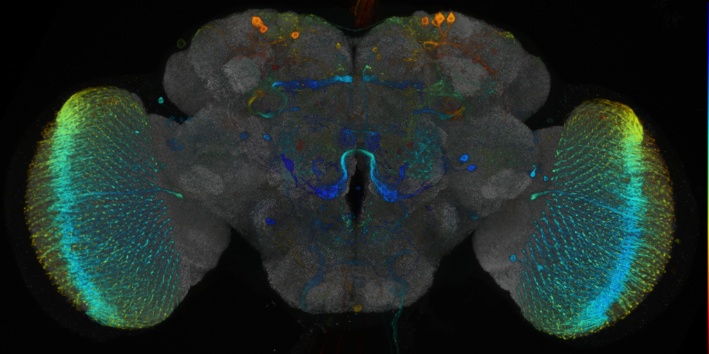 P{VT030306-GAL4} expression pattern