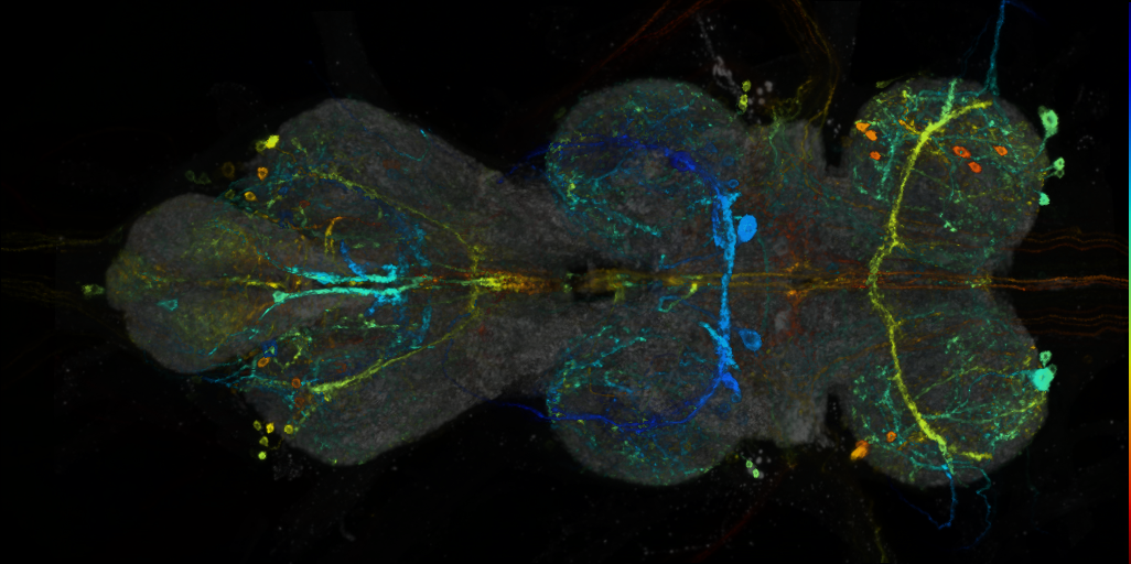 P{VT030306-GAL4} expression pattern